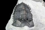 Coltraneia Trilobite Fossil - Huge Faceted Eyes #92941-3
